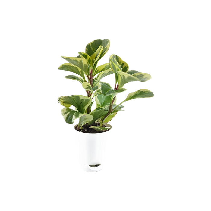 Peperomia – Seedheart-plants