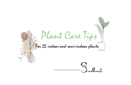 25 Indoor Plant Care Tips