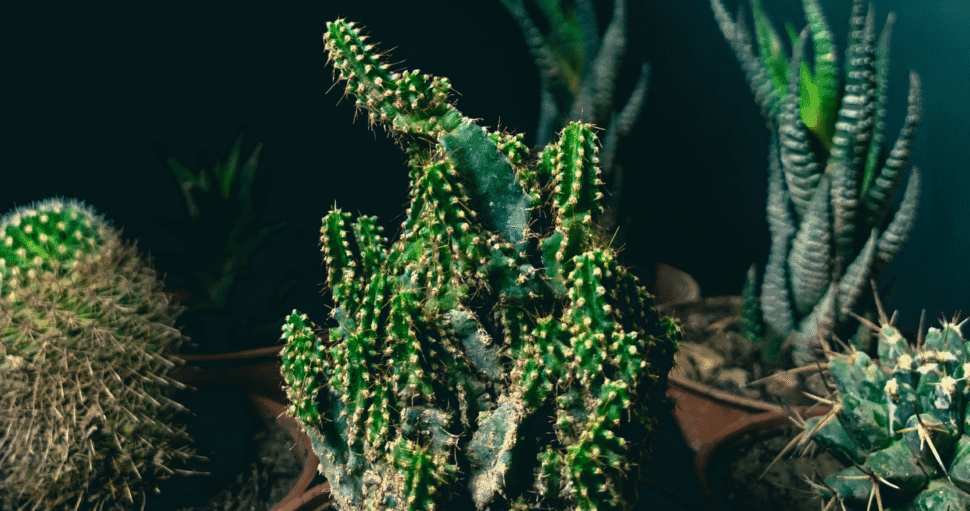 Four things people ask us about CACTUS