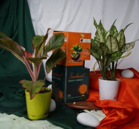 Seedheart Affordable Indoor Plants Duo – Aglaonema Lipstick & Aglaonema Snow White with Self-Watering Pots (Pack of 2)