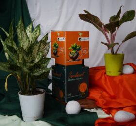 Seedheart Affordable Indoor Plants Duo – Aglaonema Lipstick & Aglaonema Snow White with Self-Watering Pots (Pack of 2)