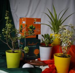 Seedheart Affordable Fengshui Indoor Plants Combo – Spider Plant, Aralia Plant, Crassula Ovata Plant, Jade Plant with Self-Watering Pots (Pack of 4)