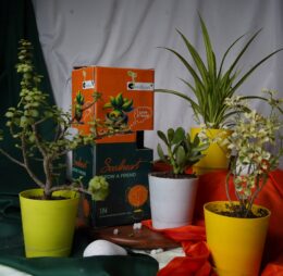 Seedheart Affordable Fengshui Indoor Plants Combo – Spider Plant, Aralia Plant, Crassula Ovata Plant, Jade Plant with Self-Watering Pots (Pack of 4)