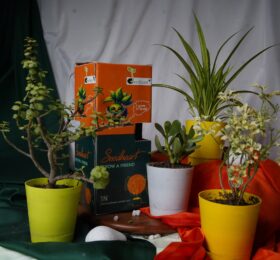 Seedheart Affordable Fengshui Indoor Plants Combo – Spider Plant, Aralia Plant, Crassula Ovata Plant, Jade Plant with Self-Watering Pots (Pack of 4)