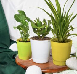 Seedheart Affordable Indoor Plants Trio – Spider Plant, Crassula Ovata, & Pothos with Self-Watering Pots (Pack of 3)