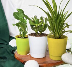 Seedheart Affordable Indoor Plants Trio – Spider Plant, Crassula Ovata, & Pothos with Self-Watering Pots (Pack of 3)