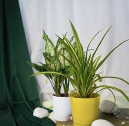 Seedheart Affordable Indoor Plants Duo – Spider Plant & Snow White with Self-Watering Pots (Pack of 2)