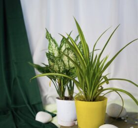 Seedheart Affordable Indoor Plants Duo – Spider Plant & Snow White with Self-Watering Pots (Pack of 2)