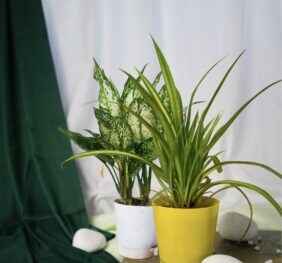 Seedheart Affordable Indoor Plants Duo – Spider Plant & Snow White with Self-Watering Pots (Pack of 2)