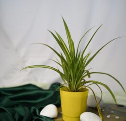 Seedheart Spider Plant Indoor Live with Self Watering Pot (Pack of 1)