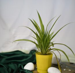 Seedheart Spider Plant Indoor Live with Self Watering Pot (Pack of 1)