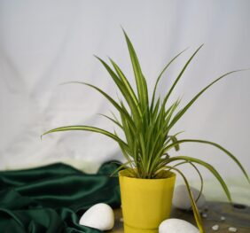 Seedheart Spider Plant Indoor Live with Self Watering Pot (Pack of 1)