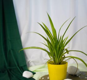 Seedheart Spider Plant Indoor Live with Self Watering Pot (Pack of 1)