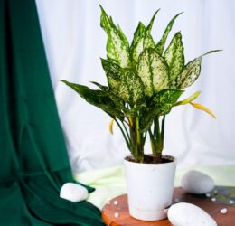 Seedheart Snow White Indoor Live with Self Watering Pot (Pack of 1)