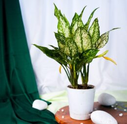 Seedheart Snow White Indoor Live with Self Watering Pot (Pack of 1)