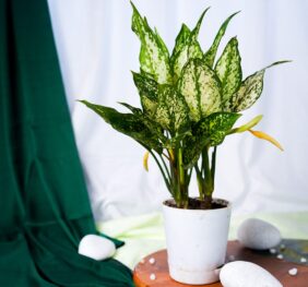 Seedheart Snow White Indoor Live with Self Watering Pot (Pack of 1)