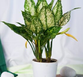 Seedheart Snow White Indoor Live with Self Watering Pot (Pack of 1)