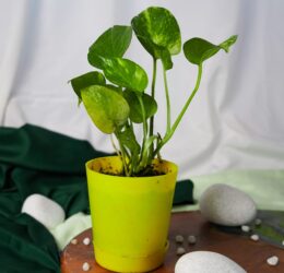 Seedheart Pothos (Money Plant) Indoor Live with Self-Watering Pot (Pack of 1)