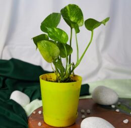 Seedheart Pothos (Money Plant) Indoor Live with Self-Watering Pot (Pack of 1)