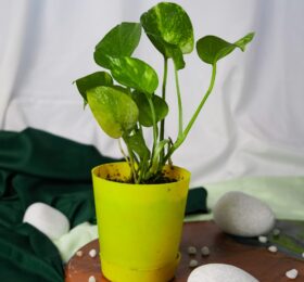 Seedheart Pothos (Money Plant) Indoor Live with Self-Watering Pot (Pack of 1)