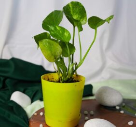 Seedheart Pothos (Money Plant) Indoor Live with Self-Watering Pot (Pack of 1)