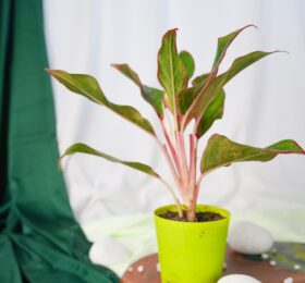 Seedheart Aglaonema Lipstick Indoor Live with Self Watering Pot (Pack of 1)