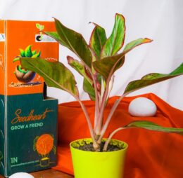Seedheart Aglaonema Lipstick Indoor Live with Self Watering Pot (Pack of 1)