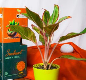 Seedheart Aglaonema Lipstick Indoor Live with Self Watering Pot (Pack of 1)