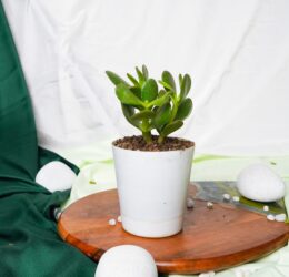 Seedheart Crassula Ovata Indoor Live with Self Watering Pot (Pack of 1)