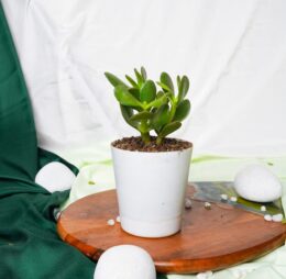 Seedheart Crassula Ovata Indoor Live with Self Watering Pot (Pack of 1)