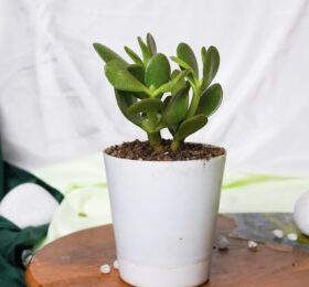 Seedheart Crassula Ovata Indoor Live with Self Watering Pot (Pack of 1)