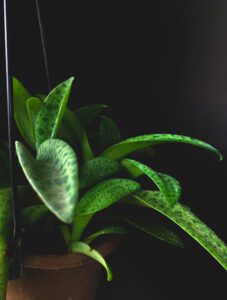 LEOPARD PLANT