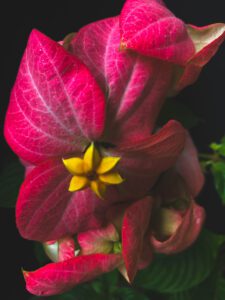 MUSANDA PINK