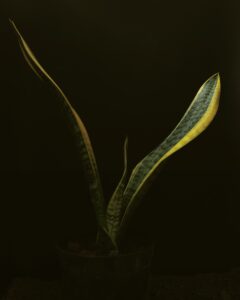 SNAKE PLANT