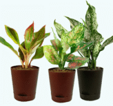 Seedheart Colourful Aglaonema Combo with Self Watering Pots – Aglaonema Lipstick,Aglaonema Pink Beauty & Aglaonema Snow White (Pack of 3)