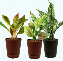 Seedheart Colourful Aglaonema Combo with Self Watering Pots – Aglaonema Lipstick,Aglaonema Pink Beauty & Aglaonema Snow White (Pack of 3)