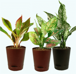 Seedheart Colourful Aglaonema Combo with Self Watering Pots – Aglaonema Lipstick,Aglaonema Pink Beauty & Aglaonema Snow White (Pack of 3)