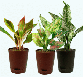 Seedheart Colourful Aglaonema Combo with Self Watering Pots – Aglaonema Lipstick,Aglaonema Pink Beauty & Aglaonema Snow White (Pack of 3)
