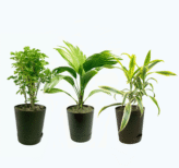 Seedheart Aesthetic Indoor Plant Combo with Self Watering Pots – Aralia, China Palm & Song of India (Pack of 3)