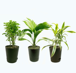 Seedheart Aesthetic Indoor Plant Combo with Self Watering Pots – Aralia, China Palm & Song of India (Pack of 3)