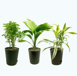 Seedheart Aesthetic Indoor Plant Combo with Self Watering Pots – Aralia, China Palm & Song of India (Pack of 3)