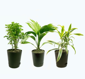 Seedheart Aesthetic Indoor Plant Combo with Self Watering Pots – Aralia, China Palm & Song of India (Pack of 3)