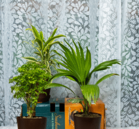 Seedheart Aesthetic Indoor Plant Combo with Self Watering Pots – Aralia, China Palm & Song of India (Pack of 3)