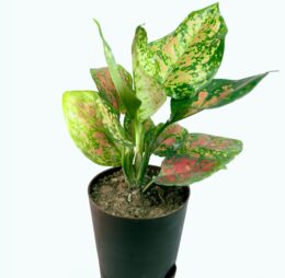 Seedheart Aglaonema Pink Beauty Indoor Live with Self Watering Pot (Pack of 1)