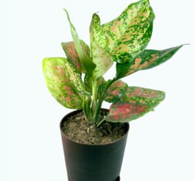 Seedheart Aglaonema Pink Beauty Indoor Live with Self Watering Pot (Pack of 1)