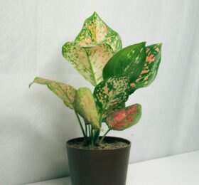 Seedheart Aglaonema Pink Beauty Indoor Live with Self Watering Pot (Pack of 1)