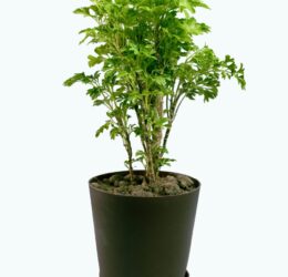 Seedheart Aralia Plant Indoor Live with Self Watering Pot (Pack of 1)