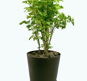 Seedheart Aralia Plant Indoor Live with Self Watering Pot (Pack of 1)