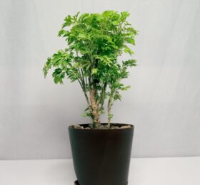 Seedheart Aralia Plant Indoor Live with Self Watering Pot (Pack of 1)
