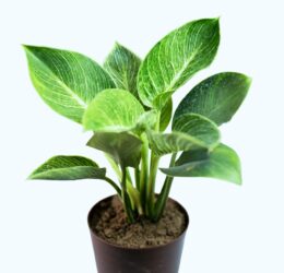 Seedheart Philodendron Birkin Plant Indoor Live with Self Watering Pot (Pack of 1)